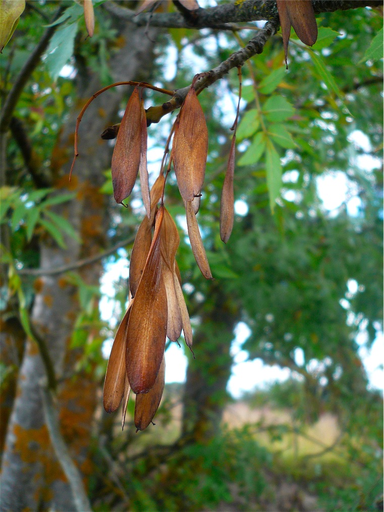 Fraxinus angustifolia